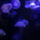 silvertongue18 avatar