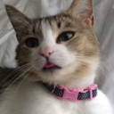 silvertongueee avatar