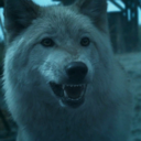 silverwolfofwinter avatar