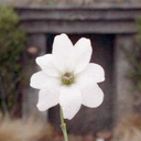 simbelmyne-eadig avatar