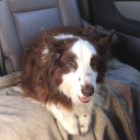 simlish-finds avatar