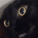 simon-says-lots-of-things avatar