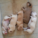 simonepietrosanti16 avatar