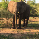 simonthesecond avatar