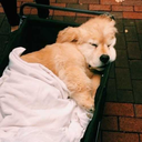 simple-please avatar