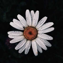 simplebutsignficant avatar