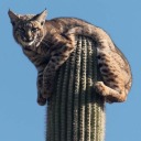 simpledesiress avatar