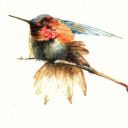 simpleexpression avatar