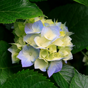 simplelovegarden avatar