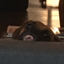 simplepotatowhotries avatar