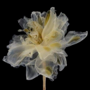 simplescarinho avatar