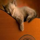 simplesongbird avatar