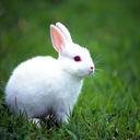 simply-follow-the-white-rabbit avatar