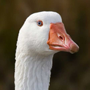 simply-goose avatar