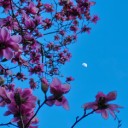 simply-serendipitous avatar