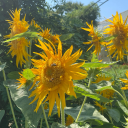 simplyblue-live avatar