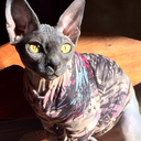 simplysphynxcats avatar