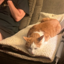 simplytired-2 avatar