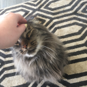 simscc-findsx avatar