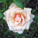 simsfanforevermore avatar