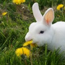 sin-of-lesbianism avatar