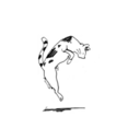 sincafe-sinamor avatar