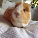 sindymyguineapig avatar