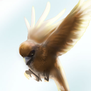 singasongbird avatar