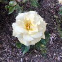 singingdancingswan avatar