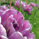 singingsnails avatar