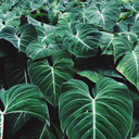 single-aesthetic avatar