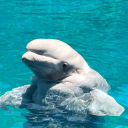 singledadtx832 avatar