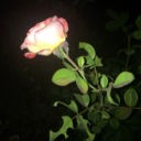 singleforinfinity avatar