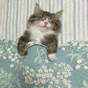 singmetosleppp avatar