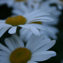 singsomethingxx-blog avatar