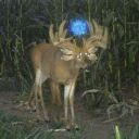 sinisterrevenge avatar