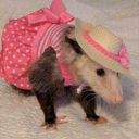 sinistertrees avatar