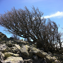 sinni-ok-sessi avatar