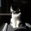 sinosauropteryx--prima avatar