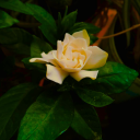 sinpathyfortherecs avatar