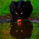 sinsualynasty avatar