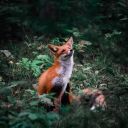 sionnachsidhe avatar