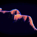 siphonophore-system avatar