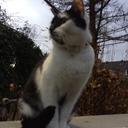 sippingmychai avatar