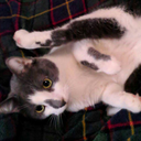 sippycupdelinquent avatar