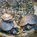 sir-chuck-blog avatar