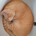 sir-curse-a-lot avatar