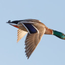 sir-reverence avatar