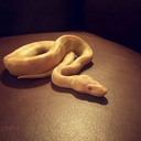 sir-wiggles-the-snake-blog avatar