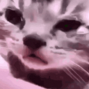 sircatchungus avatar